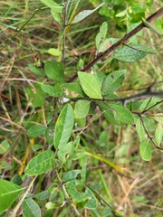 Lyonia fruticosa