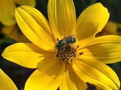 Augochloropsis metallica