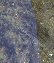 Austropotamobius pallipes