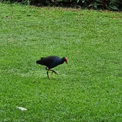 Porphyrio melanotus