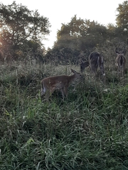 Odocoileus virginianus macrourus