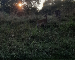 Odocoileus virginianus macrourus