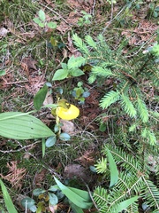 Cypripedium parviflorum pubescens