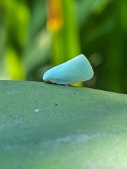 Flatidae