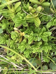 Gentiana bavarica