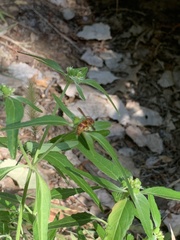 Euodynerus pratensis