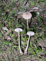 Macrolepiota ameriprocera