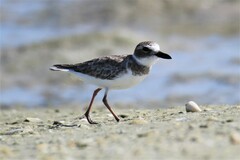 Charadrius wilsonia