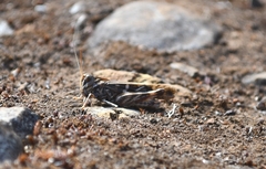 Oedaleus decorus
