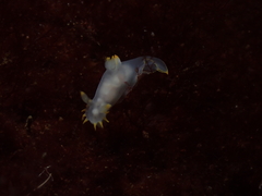 Polycera kernowensis
