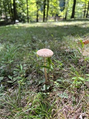 Macrolepiota ameriprocera
