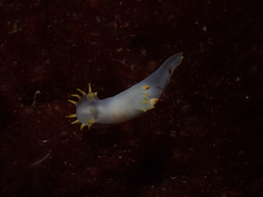 Polycera kernowensis
