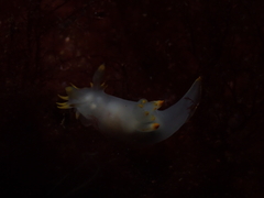 Polycera kernowensis