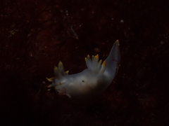 Polycera kernowensis