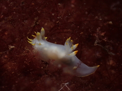 Polycera kernowensis