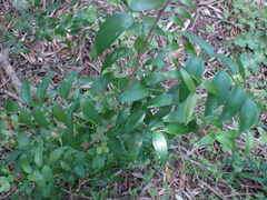 Asparagus asparagoides