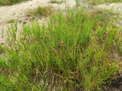 Bolboschoenus maritimus