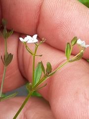 Galium palustre