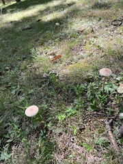 Macrolepiota ameriprocera