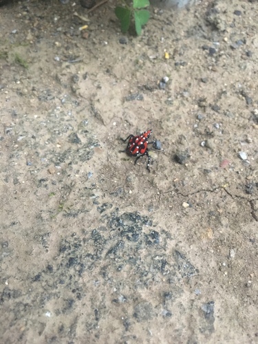 Lycorma delicatula