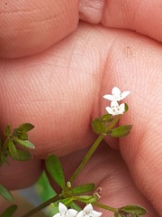 Galium palustre