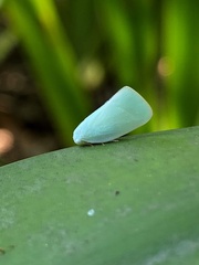 Flatidae