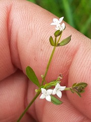 Galium palustre