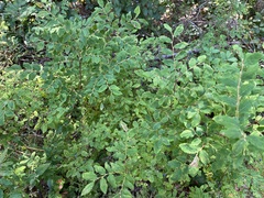 Vaccinium ovalifolium