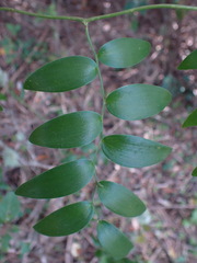 Asparagus asparagoides