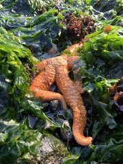 Evasterias troschelii