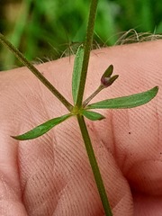 Galium palustre