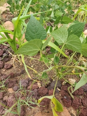 Phaseolus vulgaris
