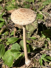 Macrolepiota ameriprocera