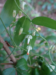 Asparagus asparagoides