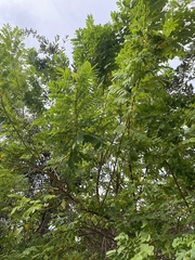 Senna surattensis