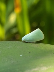 Flatidae