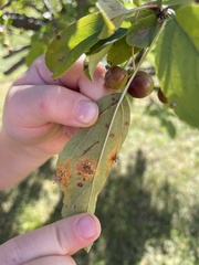 Gymnosporangium sabinae