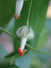 Asparagus asparagoides