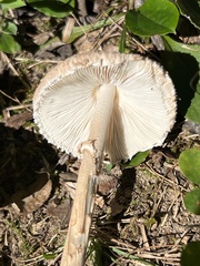 Macrolepiota ameriprocera