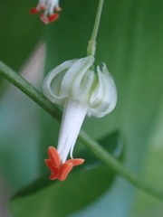 Asparagus asparagoides