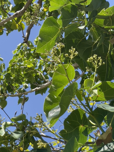 Hernandia nymphaeifolia observed 2022-08-14