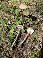 Macrolepiota ameriprocera
