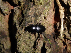 Pterostichus madidus