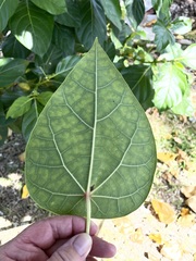 Hernandia nymphaeifolia