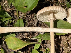 Macrolepiota ameriprocera