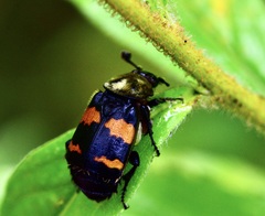 Nicrophorus tomentosus