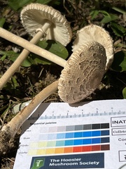 Macrolepiota ameriprocera