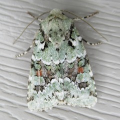 Lacinipolia laudabilis