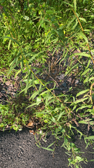 Solidago odora