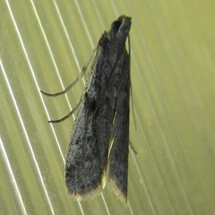 Phycitodes reliquellum